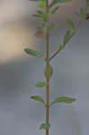 Scarlet calamint